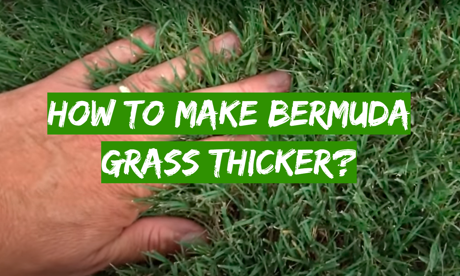 How to Make Bermuda Grass Thicker?