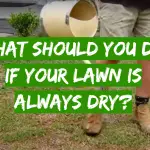 What Should You Do If Your Lawn Is Always Dry?