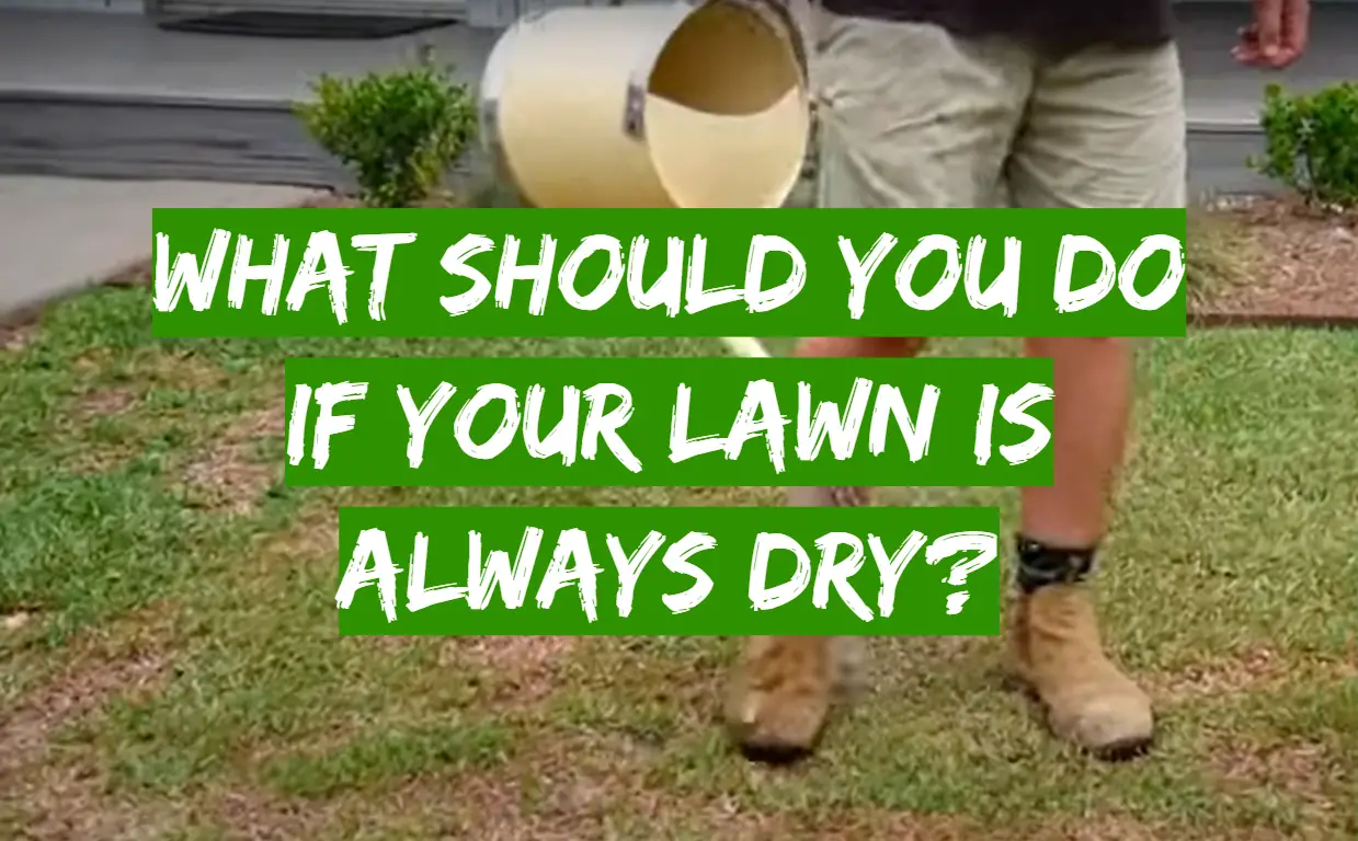 What Should You Do If Your Lawn Is Always Dry?