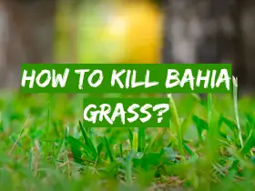 How to Kill Bahia Grass?