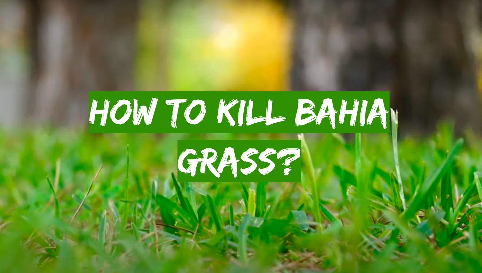 How to Kill Bahia Grass?