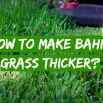 How to Make Bahia Grass Thicker?