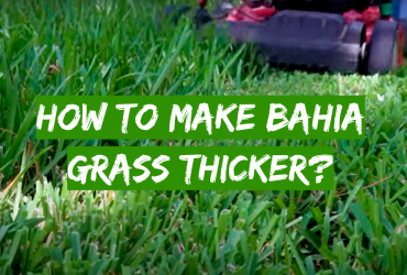 How to Make Bahia Grass Thicker?