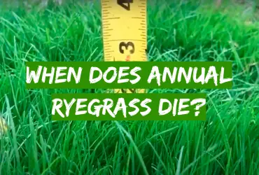 When Does Annual Ryegrass Die?