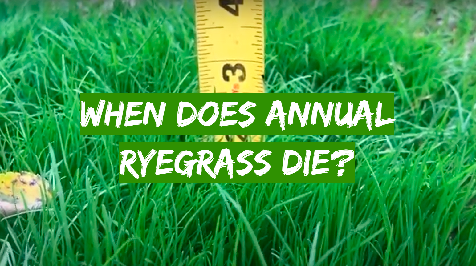When Does Annual Ryegrass Die?