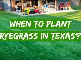 When to Plant Ryegrass in Texas?
