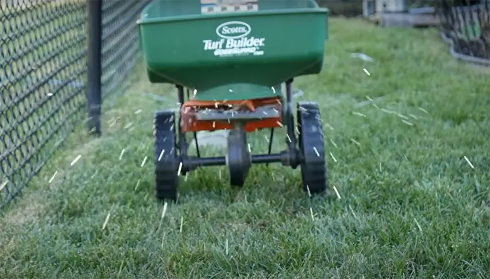 The Green Bling in Spring: When to Plant Ryegrass in Texas