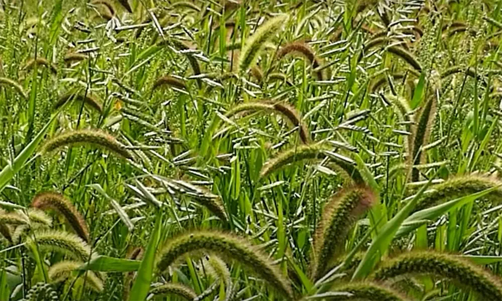 What are Foxtails?