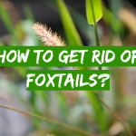 How to Get Rid of Foxtails?