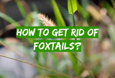 How to Get Rid of Foxtails?