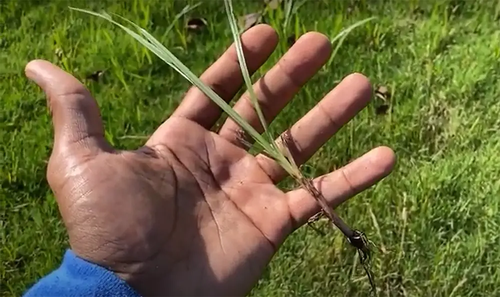 What is Nutsedge?