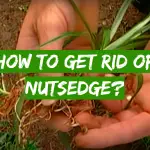 How to Get Rid of Nutsedge?