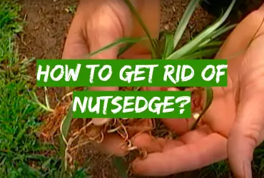 How to Get Rid of Nutsedge?