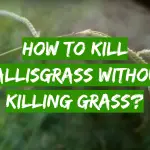 How to Kill Dallisgrass Without Killing Grass?