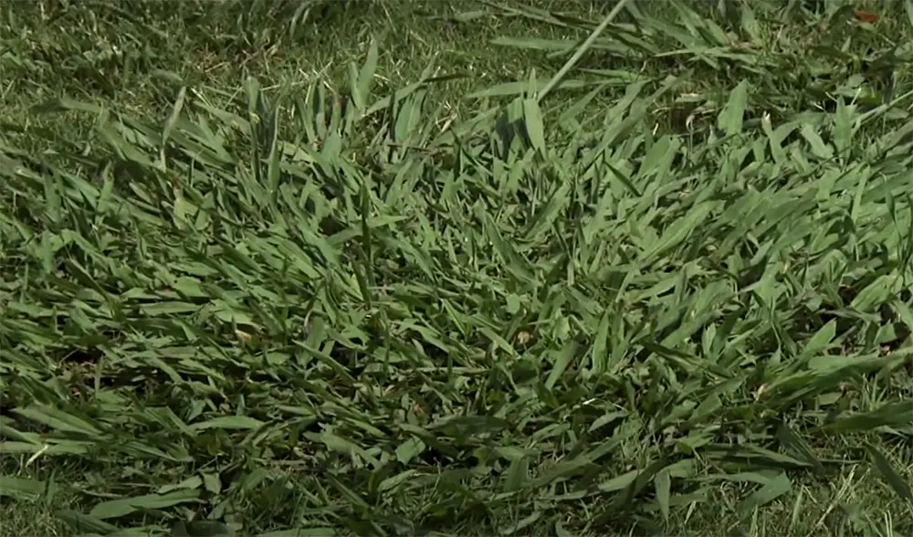 Identifying Dallisgrass Weed