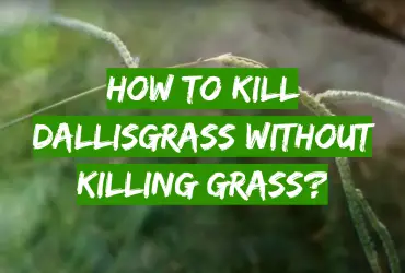 How to Kill Dallisgrass Without Killing Grass?