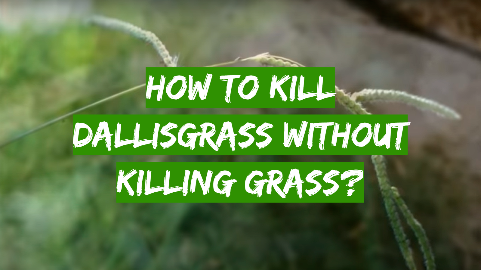 How to Kill Dallisgrass Without Killing Grass?