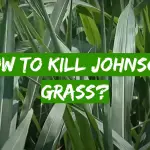How to Kill Johnson Grass?