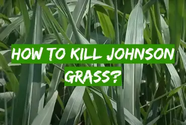 How to Kill Johnson Grass?