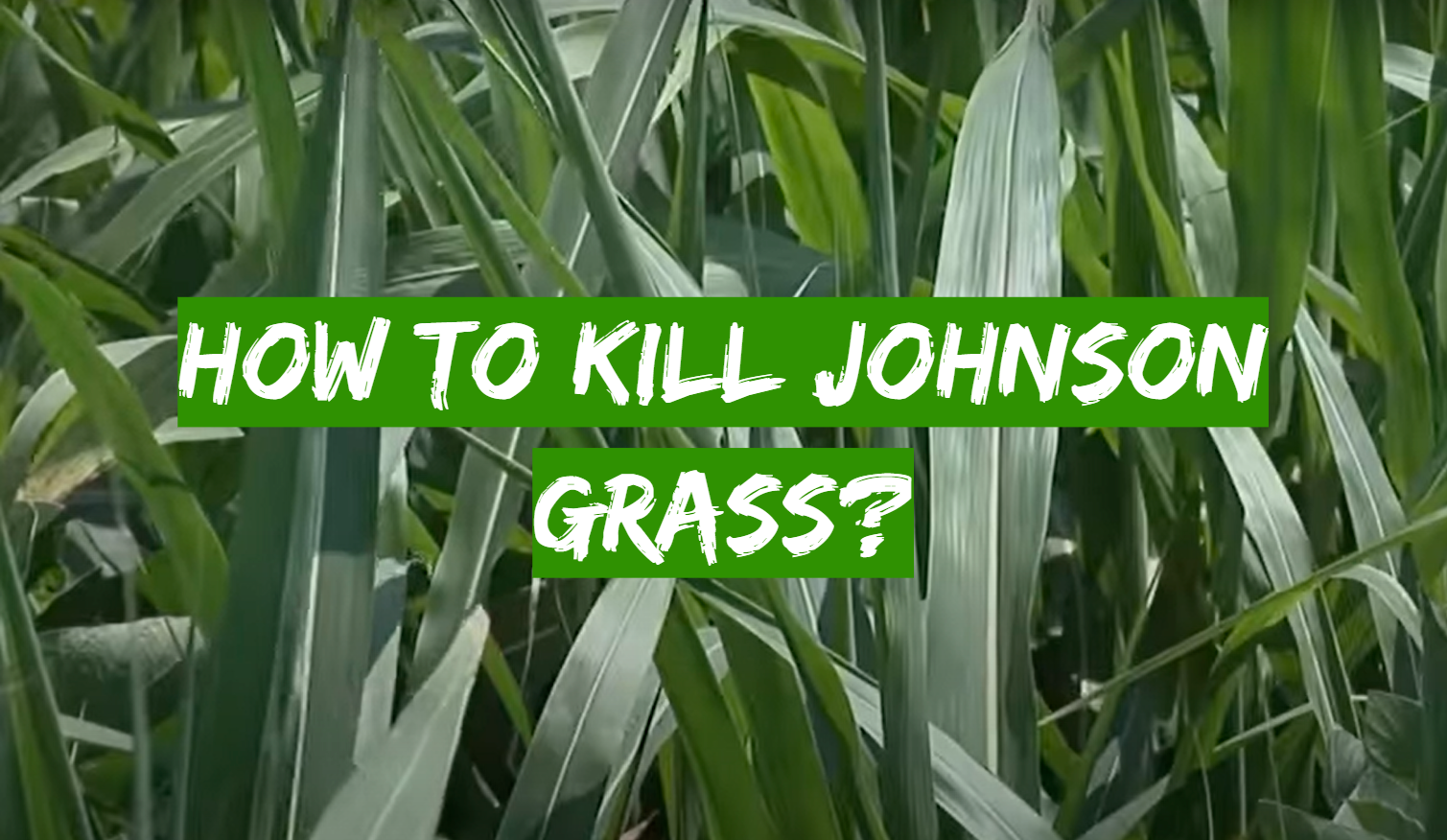 How to Kill Johnson Grass?