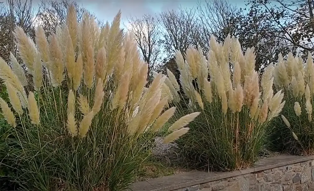 What is Pampas Grass?