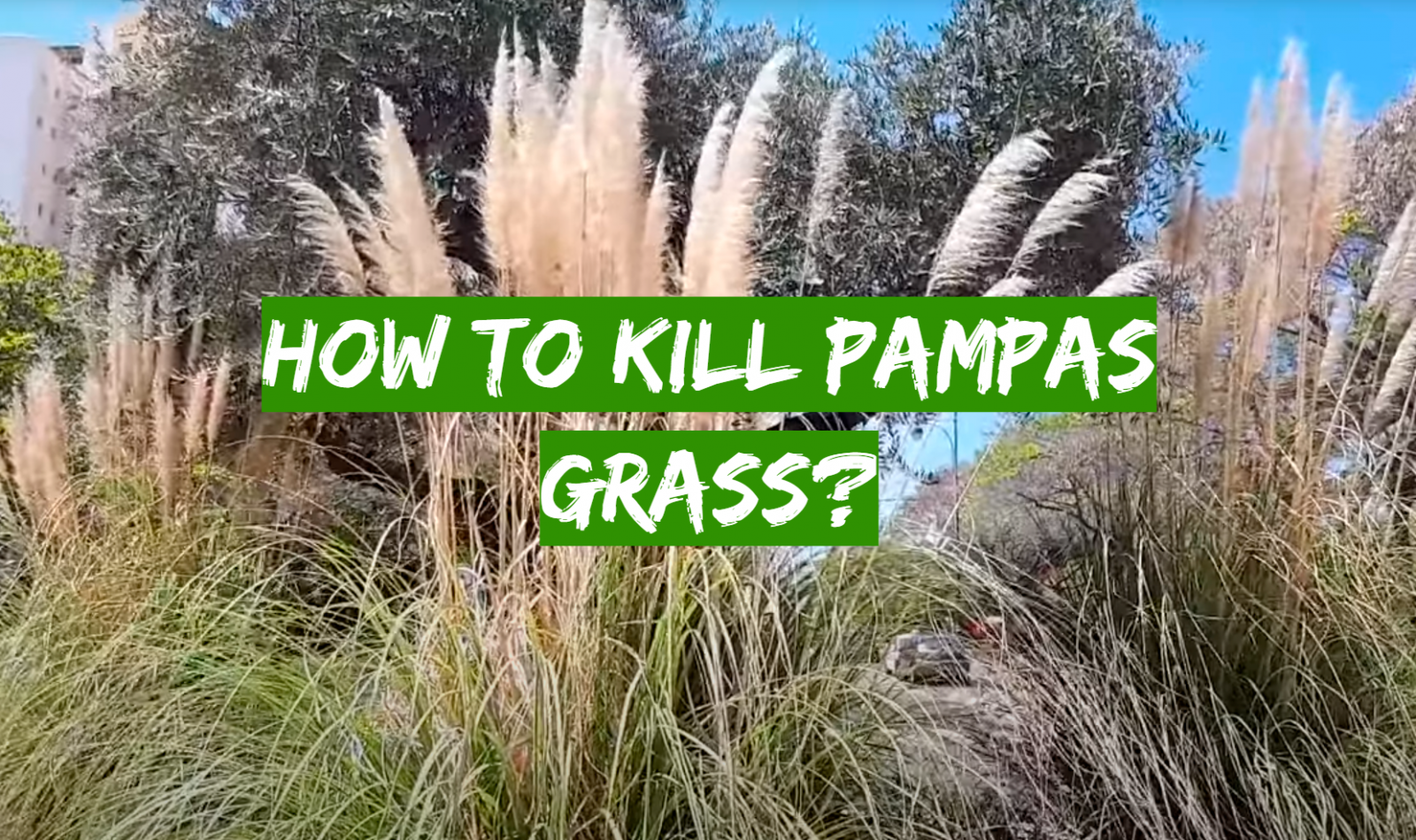How to Kill Pampas Grass?