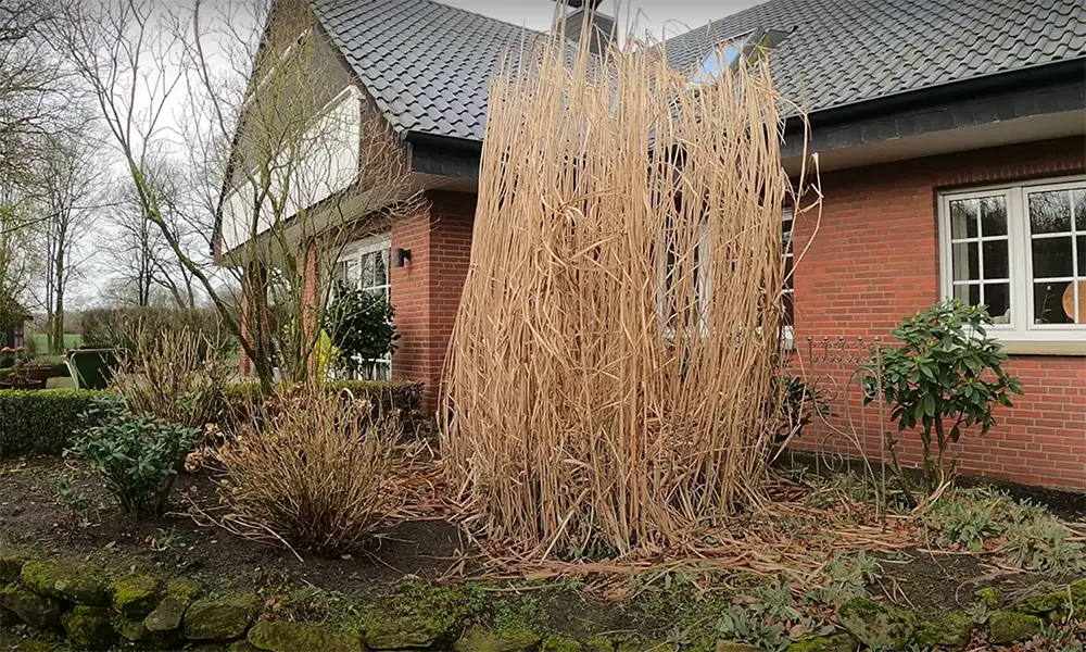 Why You Should Get Rid Of Pampas Grass