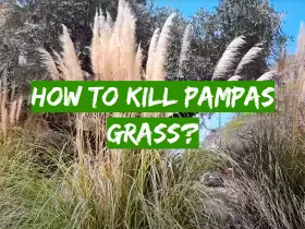 How to Kill Pampas Grass?