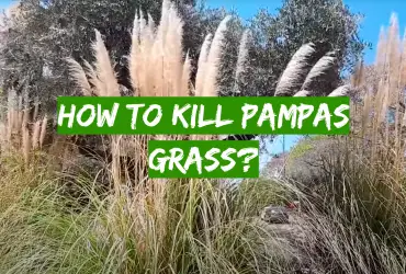 How to Kill Pampas Grass?