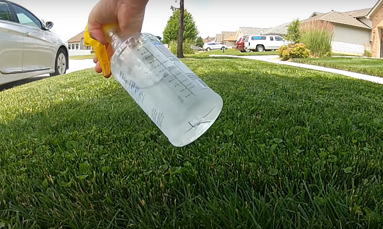 How to Get Rid of Creeping Charlie? Grass Killer