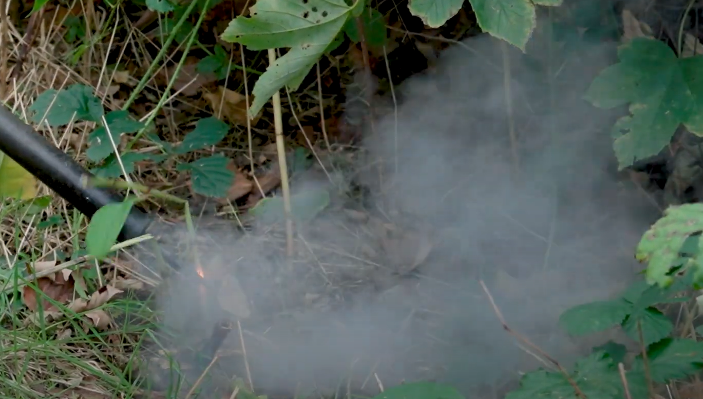 How to Get Rid of Japanese Knotweed? Grass Killer