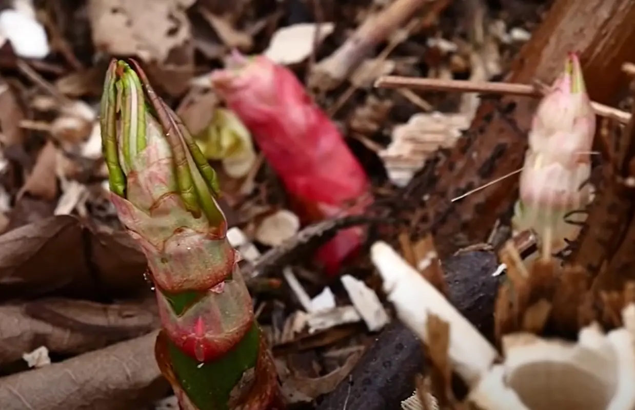 How to Get Rid of Japanese Knotweed? Grass Killer