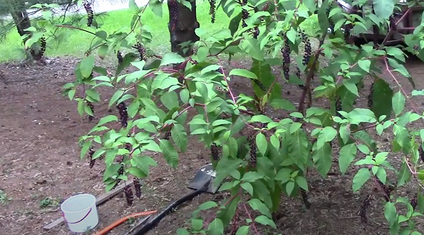 How to Get Rid of Pokeweed? Grass Killer