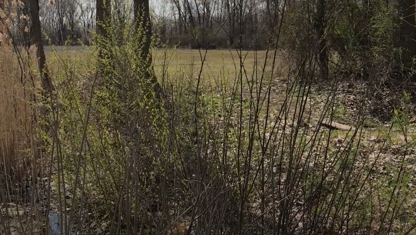 How to Get Rid of Thistle Weed? Grass Killer