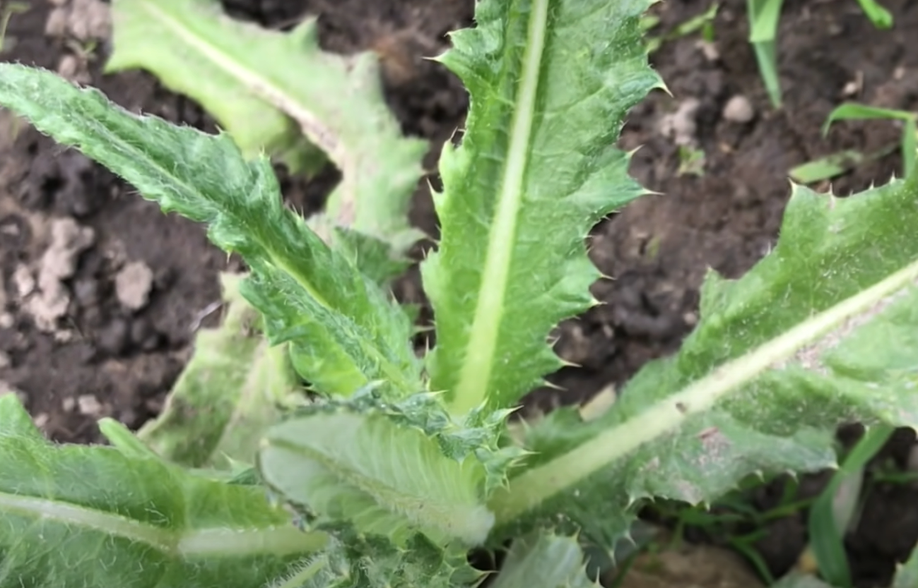 How to Get Rid of Thistle Weed? Grass Killer