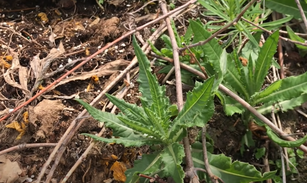 How to Get Rid of Thistle Weed? Grass Killer