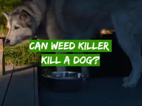 Can Weed Killer Kill a Dog?