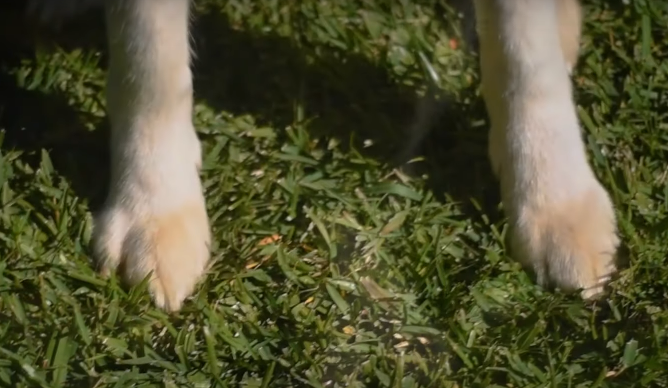 Can Weed Killer Kill a Dog? Grass Killer