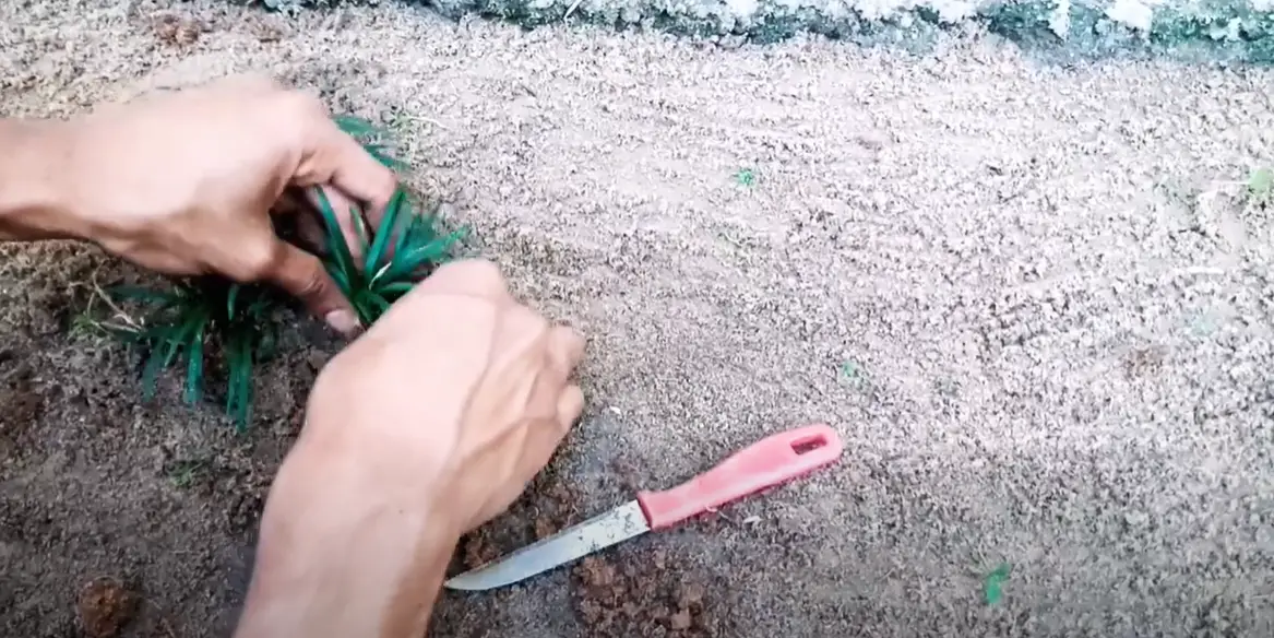 How to Kill Monkey Grass? Grass Killer