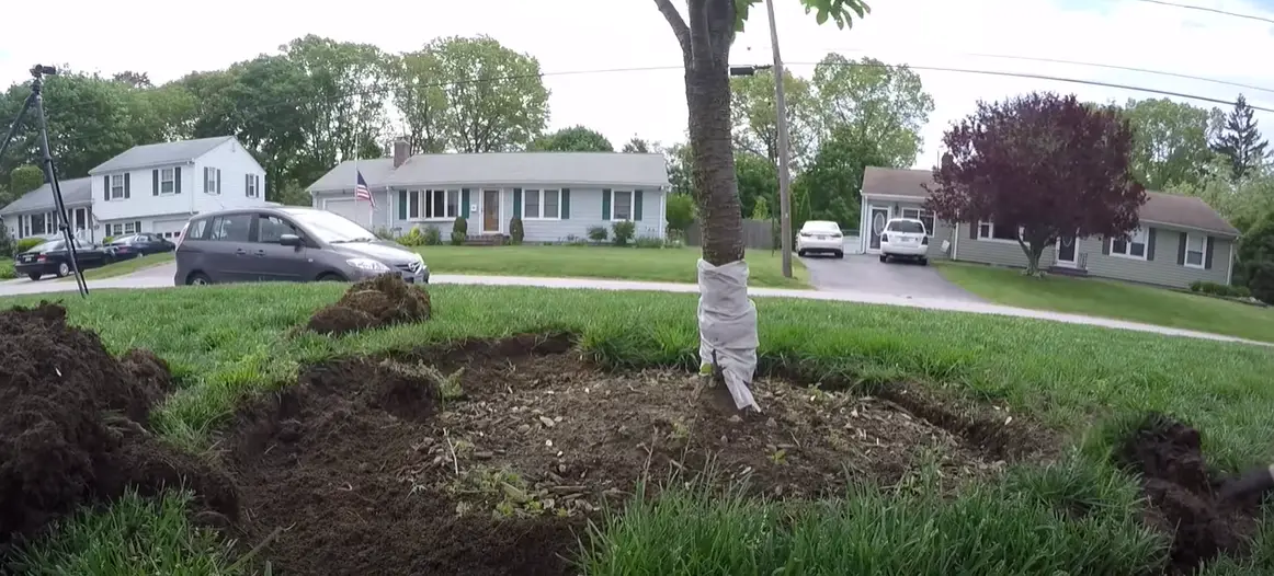 How to Kill Grass Around Trees? Grass Killer