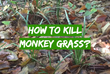 How to Kill Monkey Grass?