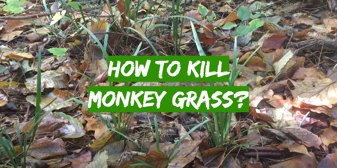 How to Kill Monkey Grass?