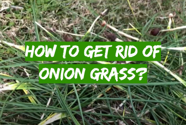How to Get Rid of Onion Grass?