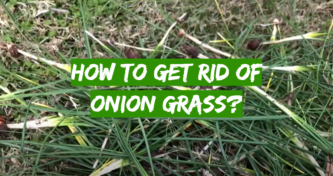 How to Get Rid of Onion Grass?