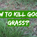 How to Kill Goose Grass?