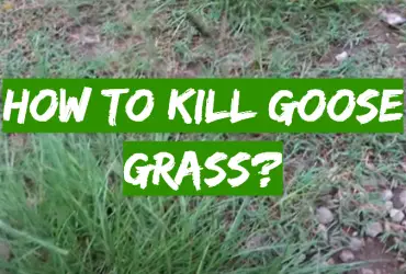 How to Kill Goose Grass?