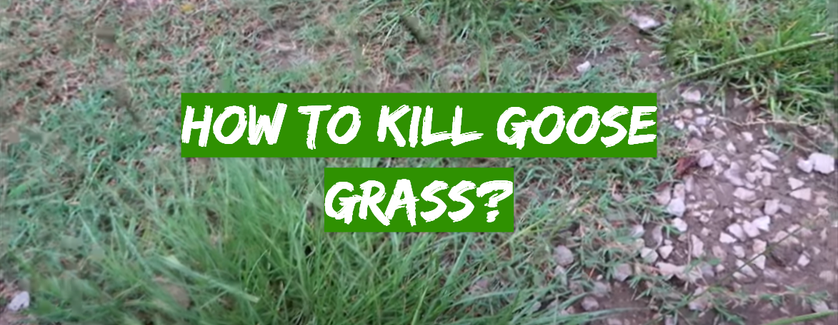 How to Kill Goose Grass?