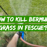How to Kill Bermuda Grass in Fescue?