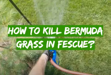 How to Kill Bermuda Grass in Fescue?