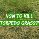 How to Kill Torpedo Grass?